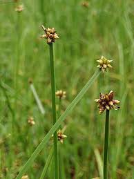 Image result for Schoenoplectiella juncea