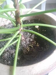 I get this green mold or fungus like stuff that sometimes gets slimy, on top of my soil. Help The Soil Of My Pepermoides Is Getting A Lot Of Fungus How Can I Get Rid Of It Plantparenthood