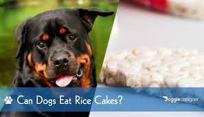 These extra bacteria can cause problems. Can Dogs Eat Rice Cakes What You Need To Know Doggie Designer