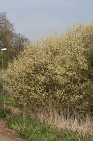Image result for Goat Willow