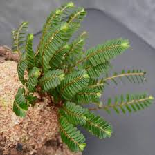 Image result for Elatostema monticola