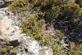 Image result for Trichoscypha ulugurensis