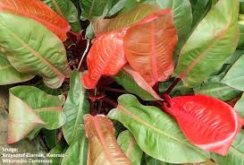 Green long leaf plant with orange flowers. 34 Tropical Foliage Plants With Large Leaves Pictures Identification