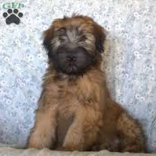 The soft coated wheaten terrier is an alert and happy animal; Soft Coated Wheaten Terrier Puppies For Sale Greenfield Puppies