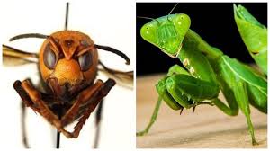 Solid snake (ソリッド・スネーク, soriddo sunēku) is the primary character of the original series. Could Praying Mantises Kill Or Control The Asian Giant Hornet Population In Washington State King5 Com
