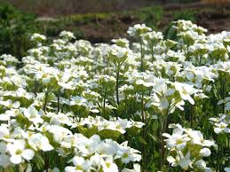 Image result for Arabis
