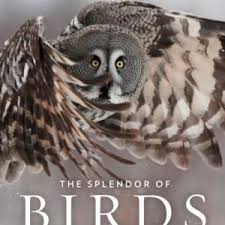 Jonathan alderfer is a nationally known bird artist and author who has worked on a number of national geographic's birding books. National Geographic Backyard Bird Guide North America Because Birds