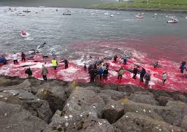 The faroese are descendents of vikings, and pilot whales have been a central part of their diet for more than 1,000. Whale Hunt In Faroe Islands Turns Sea Red With Blood Bbc News