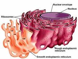 Rough er plant or animal cell. Why Does The Rough Endoplasmic Reticulum Appear In Both Plant And Animal Cells Quora