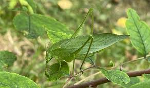 Image result for Cryptolepis oblongifolia