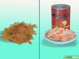 Veterinarian Approved Advice On How To Make Baby Bird Rescue Food