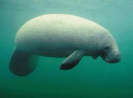 manatee wikipedia