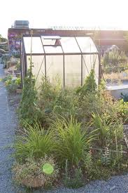 Der Urbane Garten Im Hochsommer Garten Fraulein Der Gartenblog Garten Stadtgarten Gewachshaus