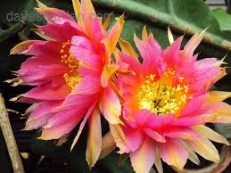 But the sea urchin has overcome its reputation for ruining a perfectly good snorkel trip and made its how you'll see it prepared: Echinopsis Hybrid Eclipse Http Davesgarden Com Guides Pf Showimage 274664 B Cacti And Succulents Plants Beautiful Pink Flowers