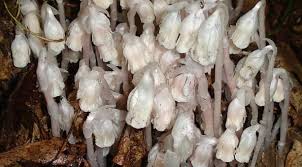 Image result for Ypsilopus