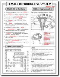 Female Reproductive System Homework Worksheet Test Prep Print Google Slide