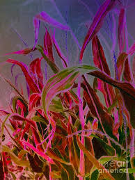 We did not find results for: Corn Stalks In Red Drawing By Gloria Cichy