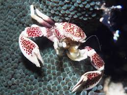 Picture of Porcelain crab