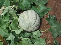 Image result for Cucumis