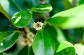 Image result for Diospyros ferrea