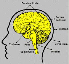 Human anatomy nervous system nervous system easy drawing nervous system labeled nervous system parts nervous system coloring pages central nervous system human body nerve system diagram nervous system without labels nervous system labeling nervous. Neuroscience For Kids Explore The Nervous System