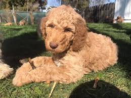 Come meet paw pals of hale center portland's pets we are blessed to be able to adopt dogs to those living in the details: Goldendoodle Puppies In Portland Oregon For Adoption