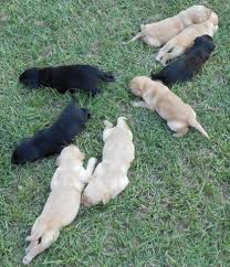 First and foremost, our labrador retrievers are a large part of our family. Chocolate Lab Pups Pets And Animals For Sale North Carolina