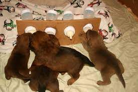 It S Time To Feed Em Milk Aww Dog Breeding Business Whelping Puppies Feeding Puppy