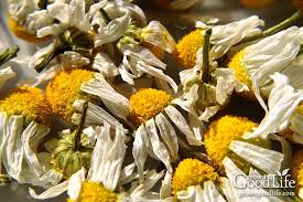 Stylish, thoughtfully curated dried bouquets designed to last for months. Growing Chamomile For Tea