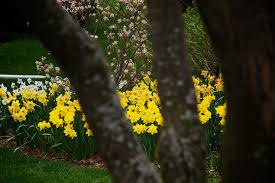 Fiori gialli piccoli perenni a fiore giallo. Guida Alle Piante E Ai Fiori Di Marzo
