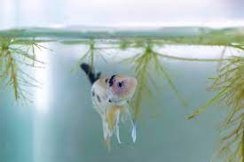 Most tap water ph will fall within a range of 6.5 to 7.5. What Kind Of Water Do Betta Fish Need Betta Source