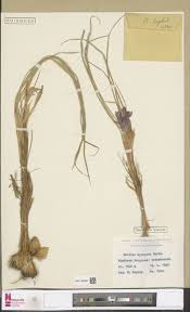 Image result for Trichoneura grandiglumis