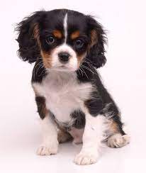 Pin By Bianca Spiller On Cuteness King Charles Cavalier Spaniel Puppy Cavalier King Charles Dog Cavalier King Charles Spaniel