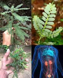 Image result for Phyllanthus mendoncae