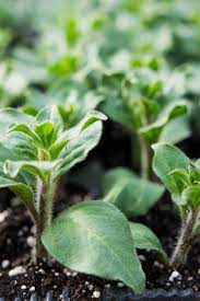 When to start hanging baskets? How To Grow Hanging Baskets From Seed Grow Beautiful Save Big