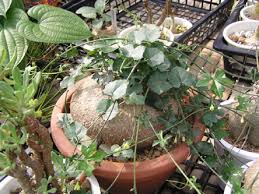 Image result for Kedrostis capensis