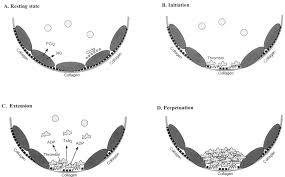 Image result for Platelet Function Closure Time