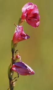 Image result for Gladiolus crassifolius