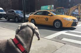 Long or short trips, your dog will enjoy every part of their nationwide transport with us. 10 Best Pet Transport Services In 2021 Citizenshipper