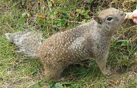 It is only for sale in the states of california, oregon, washington, wyoming, utah, nevada, new mexico, arizona and north dakota. California Ground Squirrel Spermophilus Beecheyi