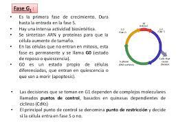 El avance es más lento que en procariotas ya que hay más proteínas asociadas al adn que hay que. Ciclo Celular Replicacion Del Adn Y Reproduccion Celular Tema 8