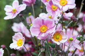 Pretty Japanese Anemones For Your Garden Flowers Perennials Japanese Anemone Perennial Garden Design