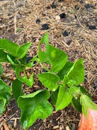 Image result for Hibiscus ludwigii