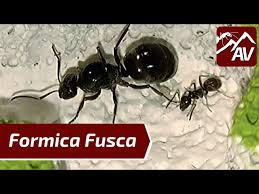 Image result for Formica fusca