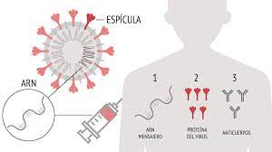 En estados unidos se están aplicando vacunas de pfizer / biontech, johnson & johnson y moderna a turistas que llegan sin cita previa. Como Funciona La Vacuna De Pfizer Contra El Coronavirus