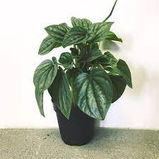 Peperomia Party A Guide To Peperomia Leaf And Paw Peperomia Plant Cat Safe Plants Peperomia