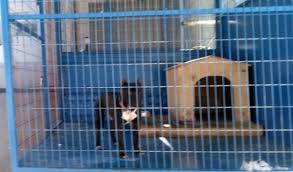 Bursa Da Pitbull Cinsi Kopek Yasli Adama Saldirdi Son Dakika