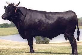 Breeds Wagyu The Cattle Site