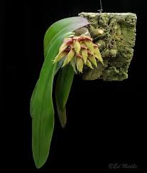 Image result for Bulbophyllum josephi