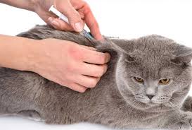 My own pet shop kepentingan vaksinasi pd kucing anda ada sesetengah orang mengatakan kucing saya indoor tak pernah keluar saya taknak lah sampai nak berhabis duit bawa kucing ke klinik. Biaya Vaksin Kucing Berikan Terbaik Untuk Kucing Anda